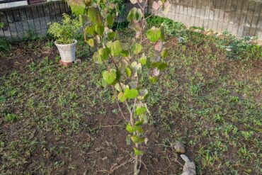 レモンの木植樹