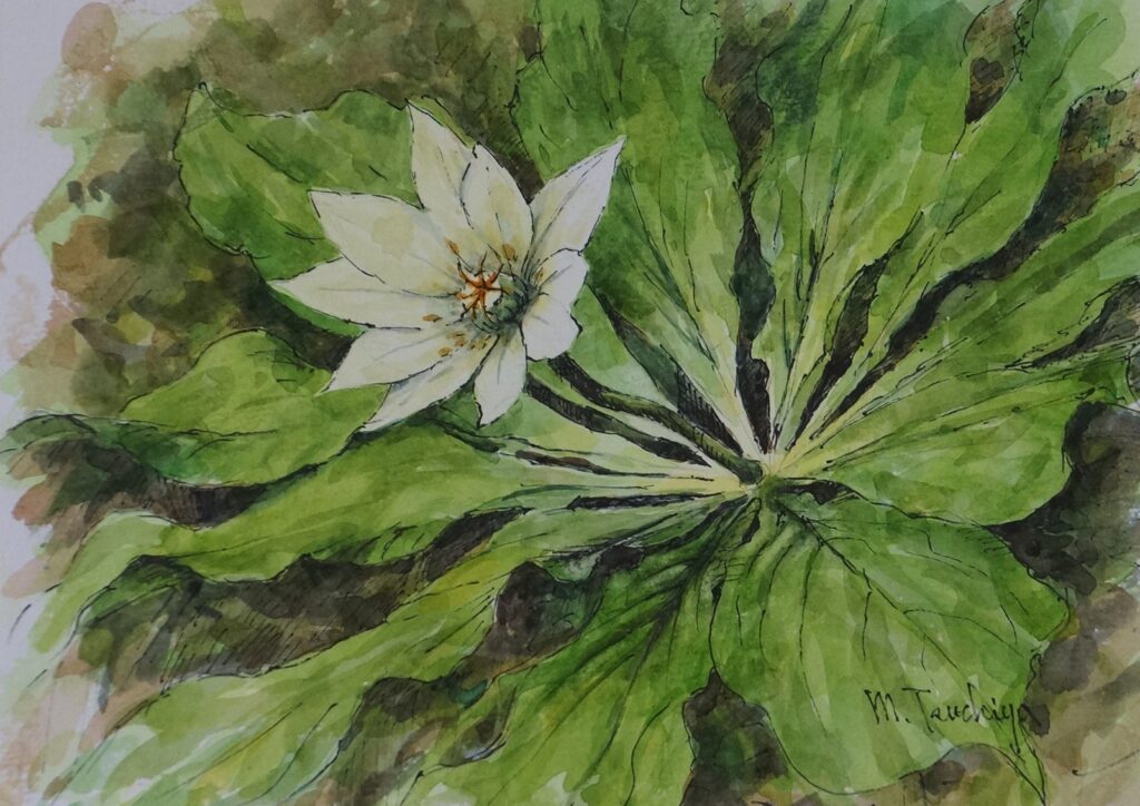 SM号「キヌガサ草」￥37000