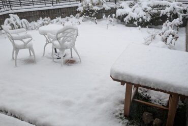 うさぎのお出まし