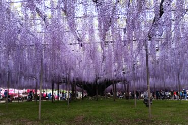 なにわばらその後